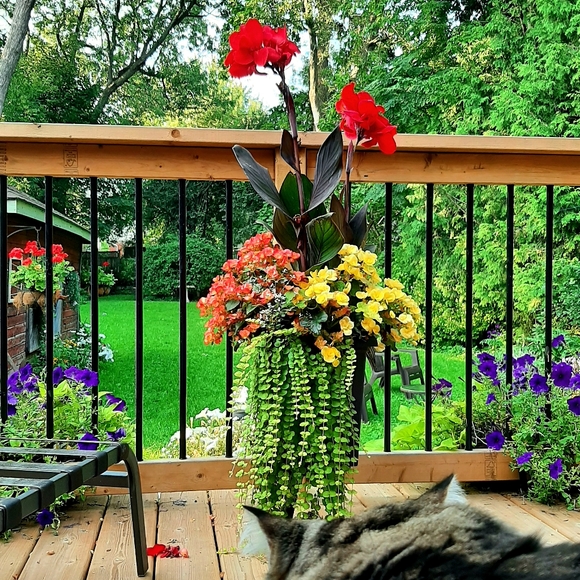 Meet your Posher, Sue - Picture 3 of 3